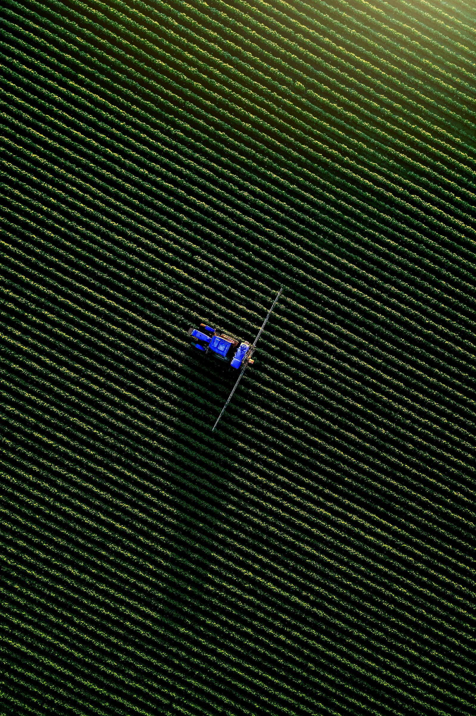 Micronutrient Results